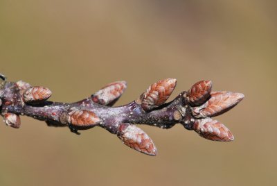 Quercus robur 'Pectinata' - dub letní - pupen